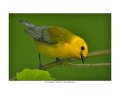 488 prothonotary warbler